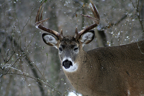 White-tail Deer 10 Point Winking