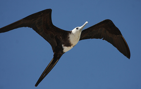 Magnificent Frigatebird - Progresso, Mexico