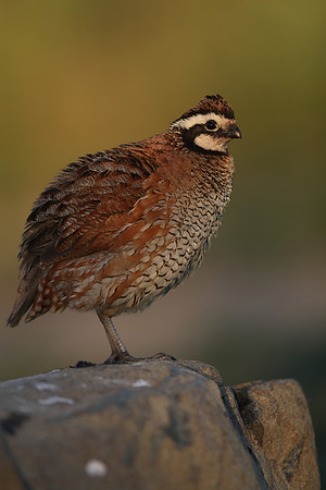 Northern Bobwhite