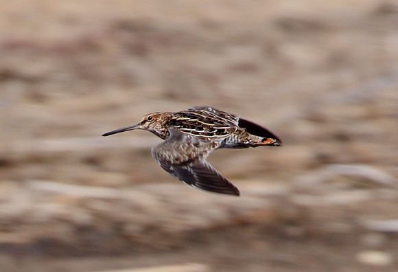 Wilson's Snipe
