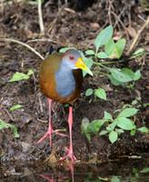 Gray-necked Wood-Rail - Costa Rica
