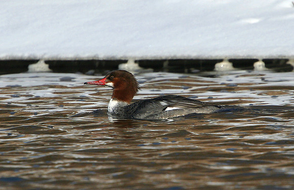 Common Merganser Stupid Pants