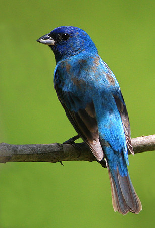 Indigo Bunting