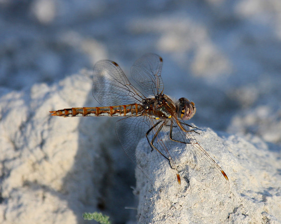 Variegated Meadowhawk