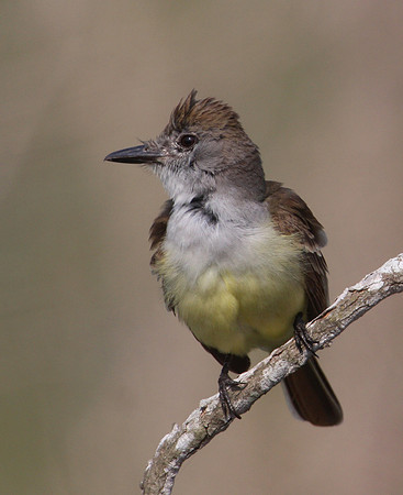 Ash-throated Flycatcher Santa Ana National Wildlife Refuge Texas