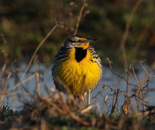 Eastern Meadowlark