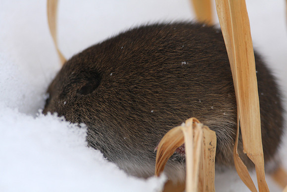 Meadow Vole after GHO attack
