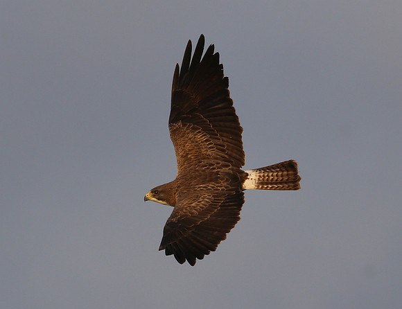 Swainson's Hawk Anahuac NWR, Texas