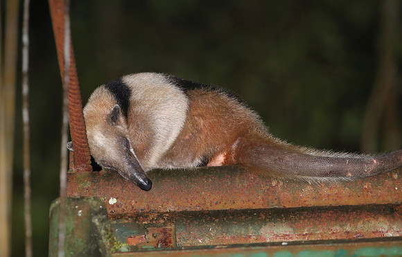 Northern Tamandua - Selva Verde, Costa Rica