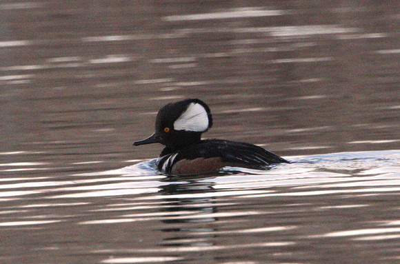 Hooded Merganser