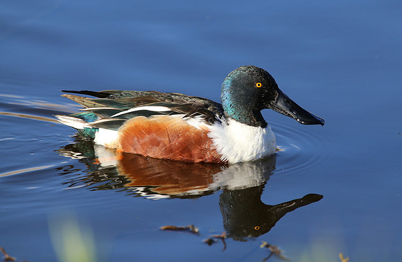 Northern Shoveler Anahuac National Wildlife Refuge, Texas