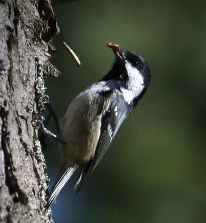 Coal Tit