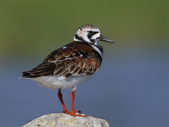 Ruddy Turnstone - Anahuac National Wildlife Refuge, Texas