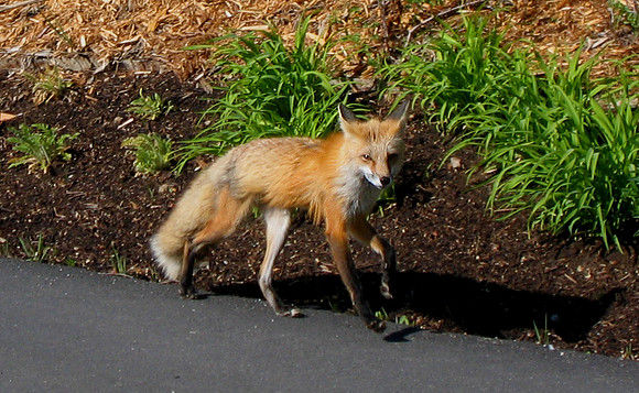 Red Fox