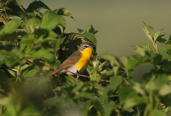 Yellow-breasted Chat