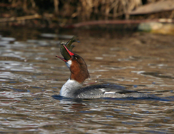 Common Merganser