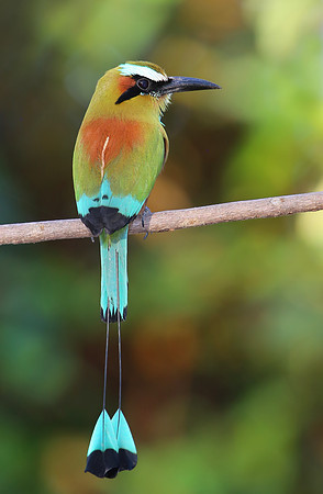 Turquoise-browed Motmot - Casa Solimar, Costa Rica