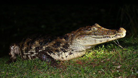 Spectacled Caiman - Laguna Lagarto, Costa Rica