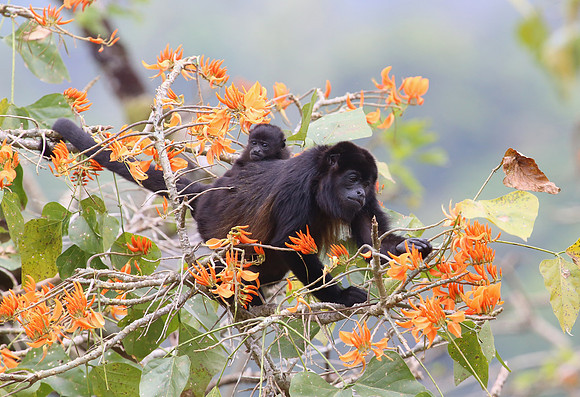 Howler Monkeys - Costa Rica