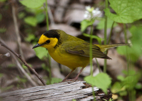 Hooded Warbler