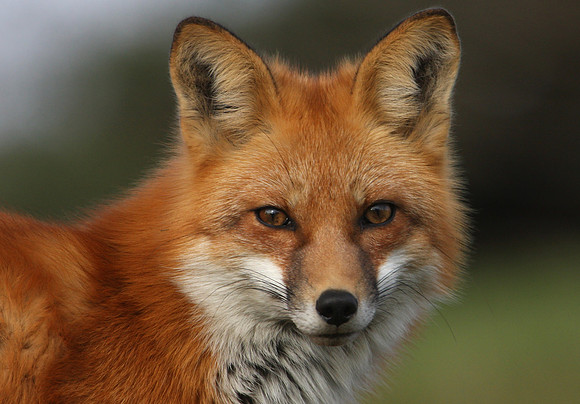 Red Fox