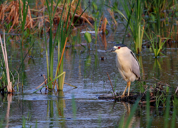 Black Crowned Night Heron