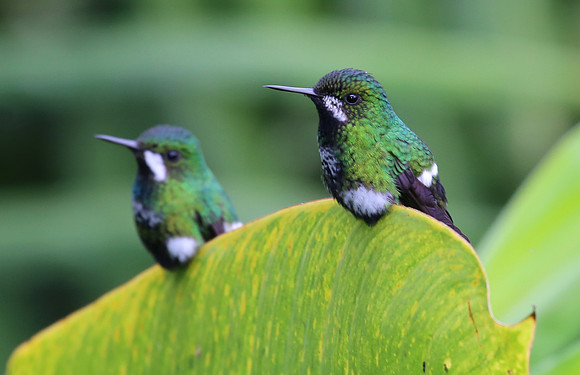 Green Thorntail - Costa Rica