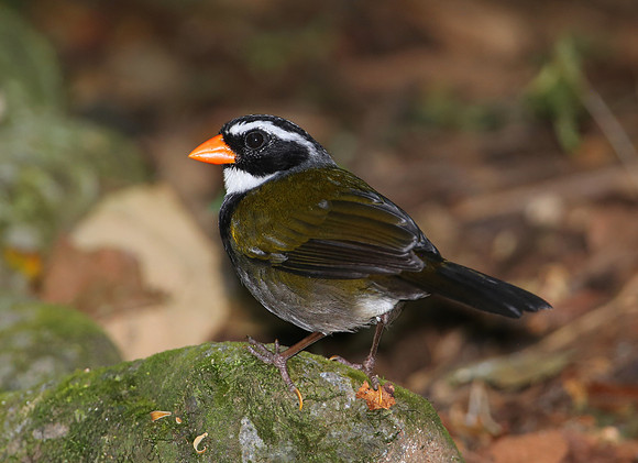 Orange-billed Sparrow - Selva Verde, Costa Rica