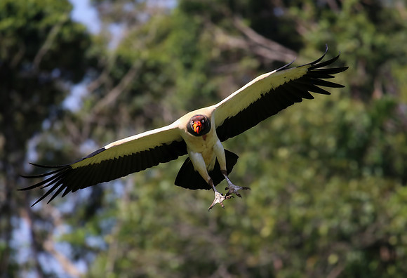 King Vulture - Laguna Lagarto, Costa Rica