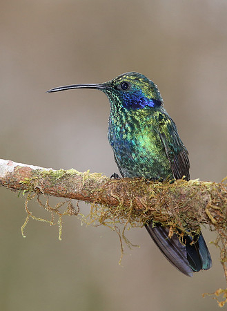 Green Violetear - Suria, Costa Rica