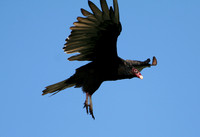 Turkey Vulture