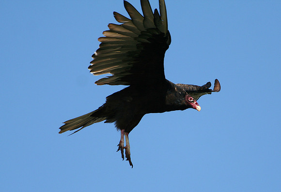 Turkey Vulture