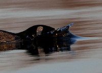 Common Loon
