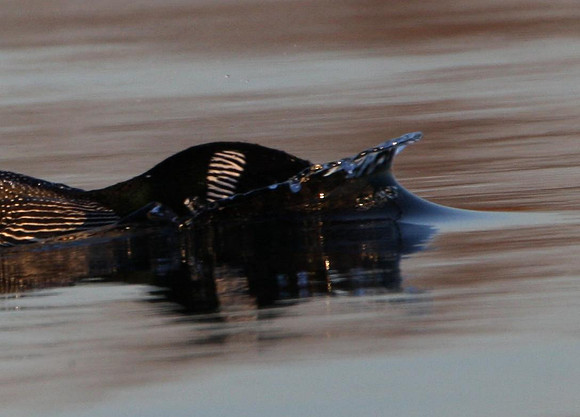 Common Loon