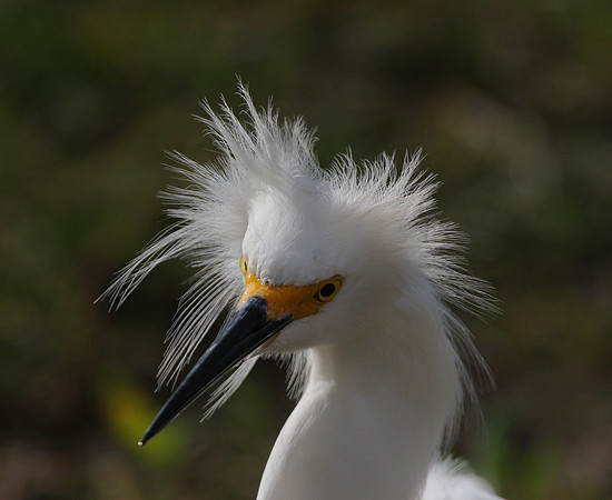 Snowy Egret with prey