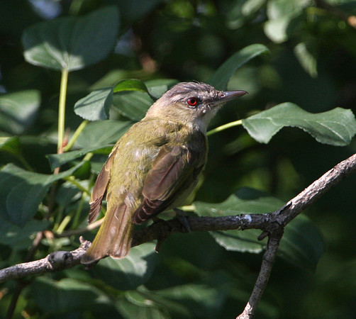 Red-eyed Vireo