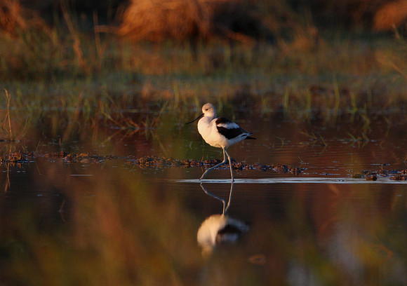 American Avocet