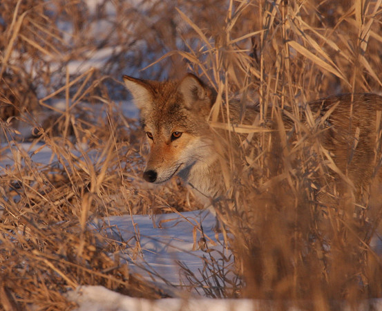 Coyote