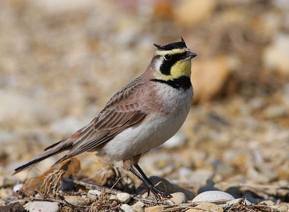 Horned Lark