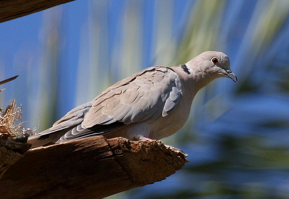 Eurasian Collared-Dove
