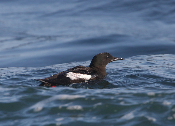 Black Guillemot - Acadia, Maine