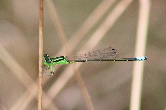 Eastern Forktail