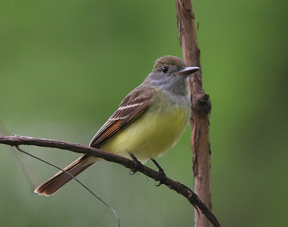 Great-crested Flycatcher