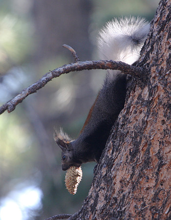 Kaibab Squirrel - Grand Canyon National Park