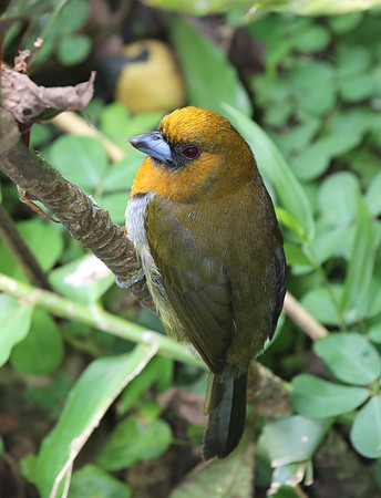Prong-billed Barbet - Costa Rica