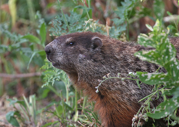 Groundhog Kankakee Illinois