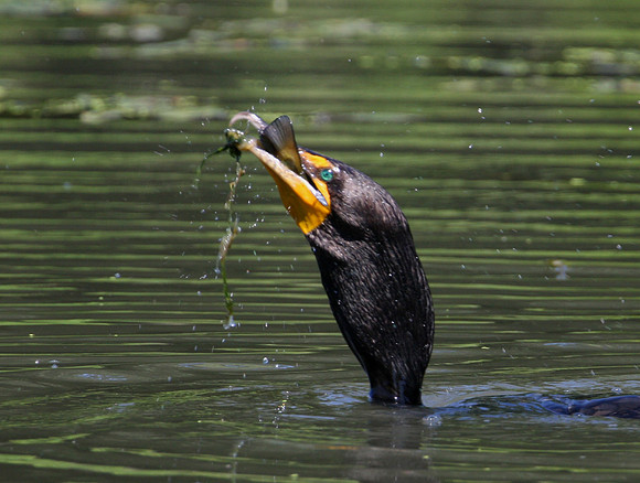 Double-crested Cormorant with catfish