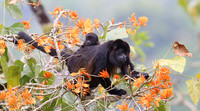 Howler Monkeys - Costa Rica