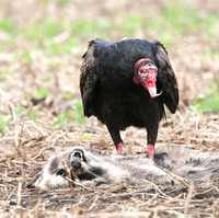 Turkey Vulture