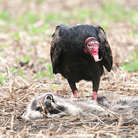 Turkey Vulture
